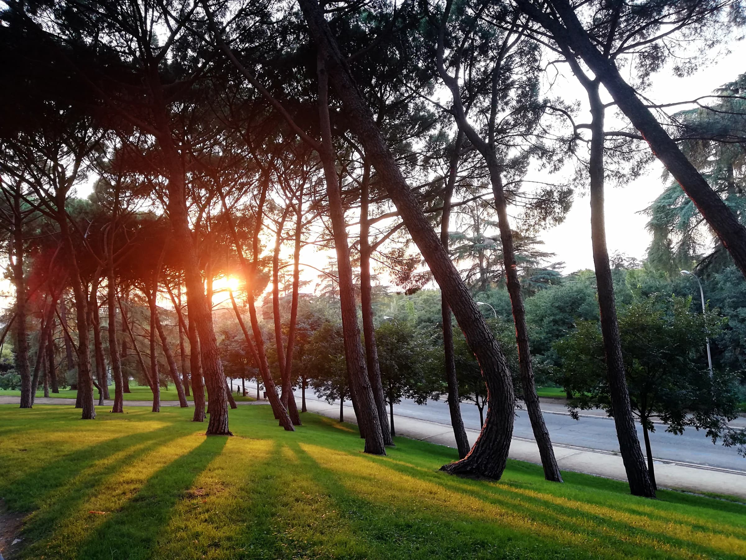 Park greenery at sunset